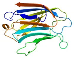 chemische Konfiguration von Galectin 3